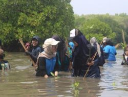 Dokumentasi: Penanaman Mangrove yang dilakukan oleh mahasiswa UPER bersama dengan Pertamina Foundation