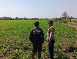 Dukung Ketahanan Pangan Nasional, Polisi Turun ke Sawah 