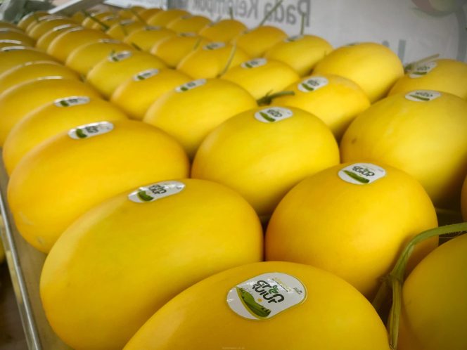 
					PLN Peduli Wujudkan Pertanian Ramah Lingkungan melalui Inovasi Pemanfaatan FABA dan Wisata Petik Melon