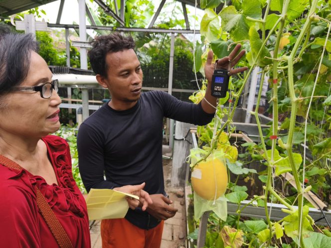 
					Panen Melon dan Pokcoy, PLN Peduli Tingkatkan Kemandirian Pangan Kampung Tangguh RW 09