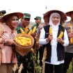 Wabub Mimik Bersama Gubernur dan Forkopimda Jatim Panen Raya Jagung Kuartal I di Desa Kedensari