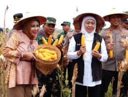 Wabub Mimik Bersama Gubernur dan Forkopimda Jatim Panen Raya Jagung Kuartal I di Desa Kedensari