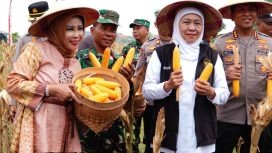Wabub Mimik Bersama Gubernur dan Forkopimda Jatim Panen Raya Jagung Kuartal I di Desa Kedensari
