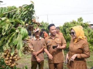 Wisata Petik Klengkeng Yulianto Garden Farm Jadi Daya Tarik Baru di Sidoarjo
