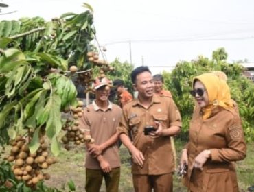 Wisata Petik Klengkeng Yulianto Garden Farm Jadi Daya Tarik Baru di Sidoarjo