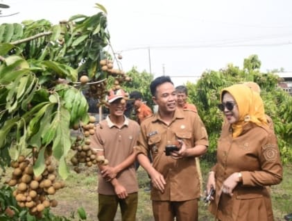 Wisata Petik Klengkeng Yulianto Garden Farm Jadi Daya Tarik Baru di Sidoarjo