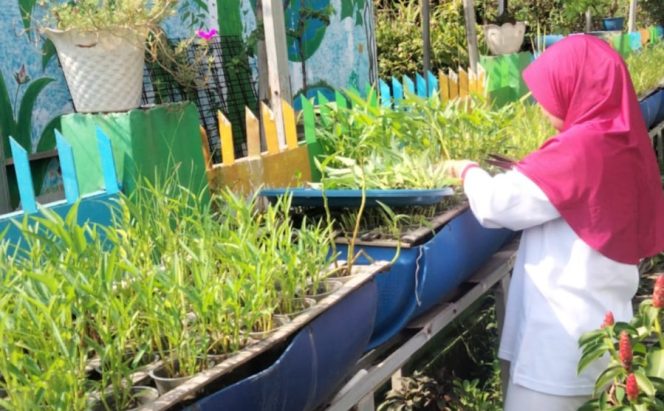 
					Dari Pekarangan Sempit Jadi Sumber Pangan, Cerita Warga Kampung Tangguh Binaan PLN