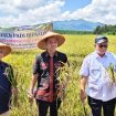 Panen Raya Padi Biosalin di Jepara: Jawaban atas Tantangan Banjir Rob.  (Dok. Diskominfo Jepara)