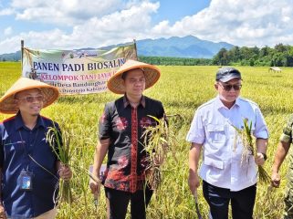Panen Raya Padi Biosalin di Jepara: Jawaban atas Tantangan Banjir Rob.  (Dok. Diskominfo Jepara)