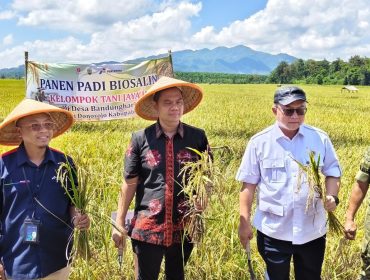 Panen Raya Padi Biosalin di Jepara: Jawaban atas Tantangan Banjir Rob.  (Dok. Diskominfo Jepara)