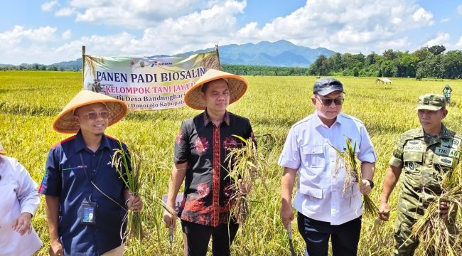 Panen Raya Padi Biosalin di Jepara: Jawaban atas Tantangan Banjir Rob.  (Dok. Diskominfo Jepara)
