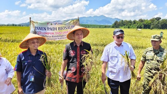 
					Panen Raya Padi Biosalin di Jepara: Jawaban atas Tantangan Banjir Rob.  (Dok. Diskominfo Jepara)