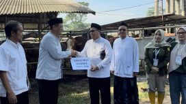 Serah terima sapi kurban banpres Prabowo Subianto dari Kepala DKP3 Kota Depok, Dadan Rustandi kepada Ketua DKM An-Nasul Hadi Sawangan, Amat Sairan di RPH Kota Depok.