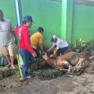 Ketua Umum SWI Qurban 2 Ekor Sapi di Kantor JPM