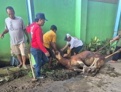 Ketua Umum SWI Qurban 2 Ekor Sapi di Kantor JPM