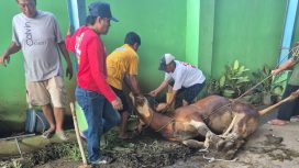Ketua Umum SWI Qurban 2 Ekor Sapi di Kantor JPM