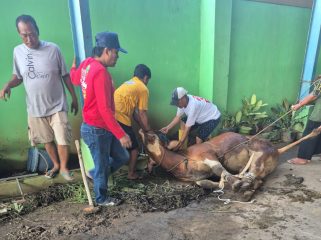 Ketua Umum SWI Qurban 2 Ekor Sapi di Kantor JPM