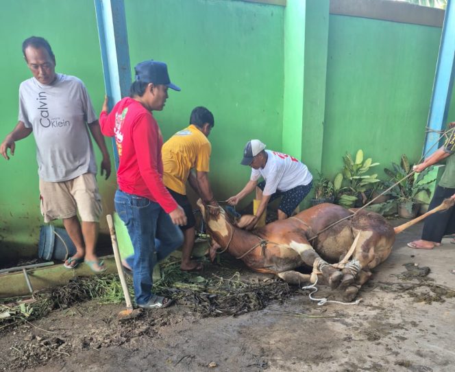 
					Ketua Umum SWI Qurban 2 Ekor Sapi di Kantor JPM