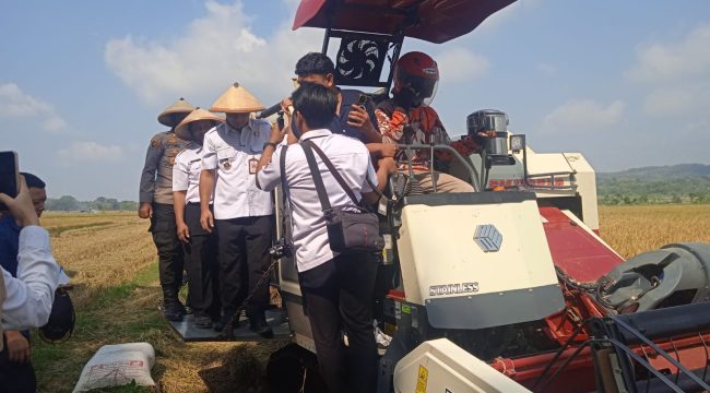 Bupati Boyolali Agus Irawan lakukan panen raya padi di area sawah Desa Sangge, Kecamatan Klego, Kabupaten Boyolali