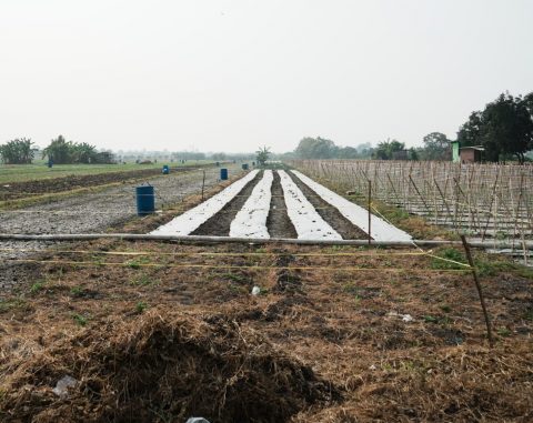 Pemkab Sidoarjo Dukung Pembangunan Kompi Produksi Kodim 0816 untuk Perkuat Ketahanan Pangan